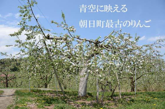 朝日町最古のりんごの花菅井敏一