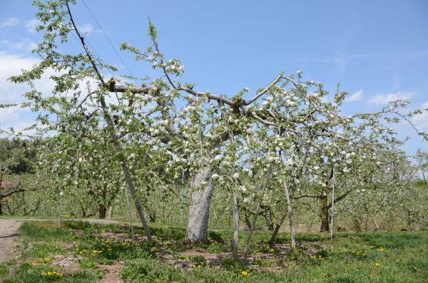 朝日町最古のりんごの花