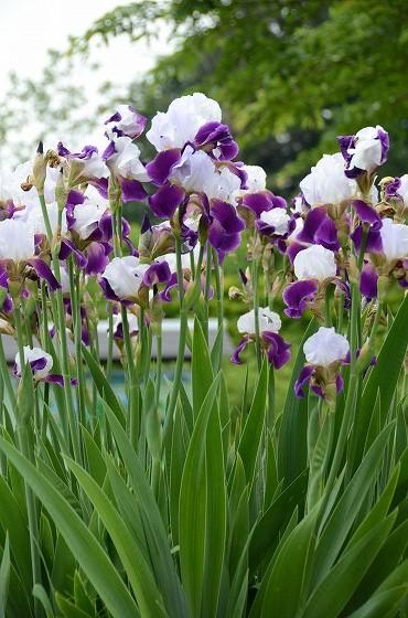 花菖蒲の写真