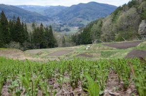 山を背景にこごみ畑を撮影した写真