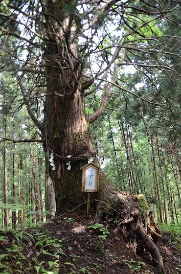 子宝の杉