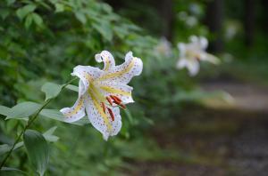 1輪のヤマユリの花を横から撮影した写真