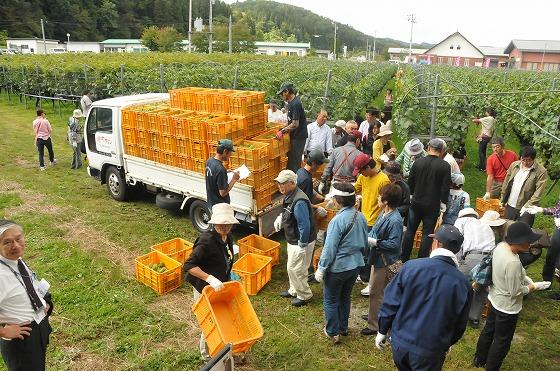 ぶどうを積むトラックの荷台があっという間にいっぱいになっている様子の写真