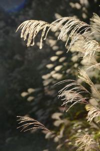 ススキの先端部の写真