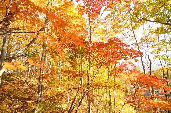 赤や黄色に色づいた木々の様子の写真