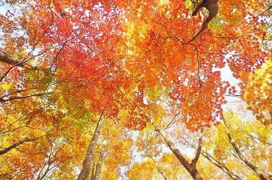 空気神社の紅葉鮮やかな様子の写真