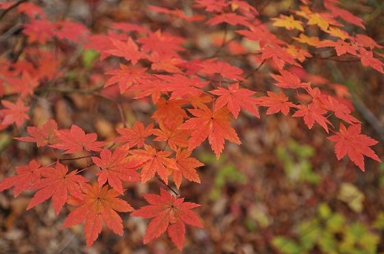 真っ赤な紅葉の様子の写真