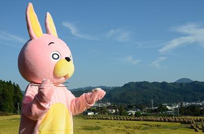 ウサヒ、棚田米
