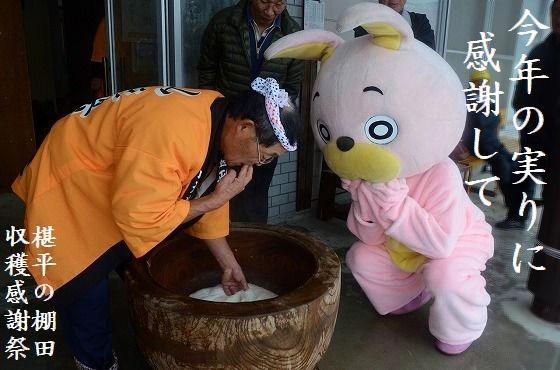 ウサヒ、椹平の棚田、収穫感謝祭