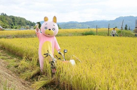 ウサヒ、稲刈り、椹平の棚田
