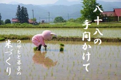 ウサヒ、田植え、椹平の棚田