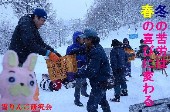 弟子ウサヒ、雪りんご