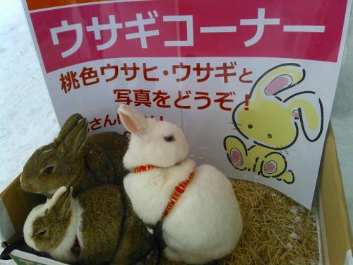 ウサギふれあいコーナー