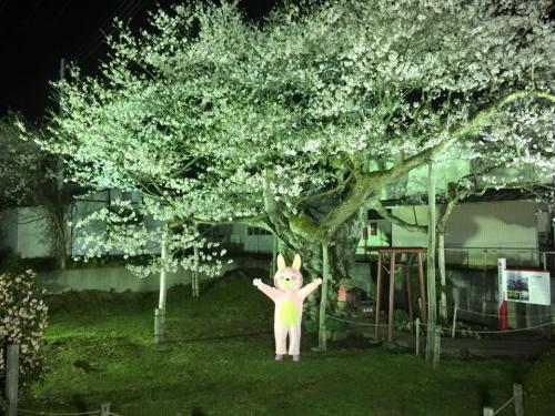 ライトアップ中の種まき桜