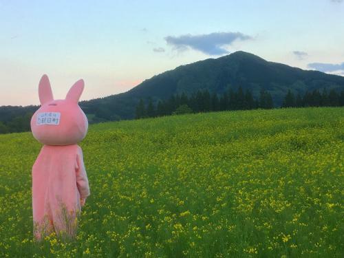 ウサヒと菜の花畑