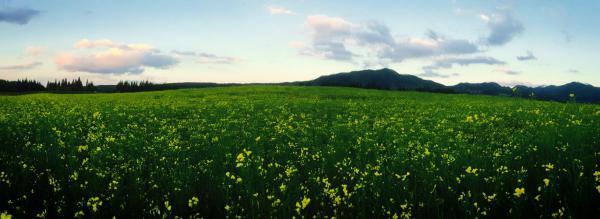 朝日町水本菜の花畑