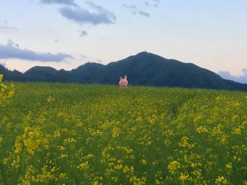 ウサヒと菜の花畑2
