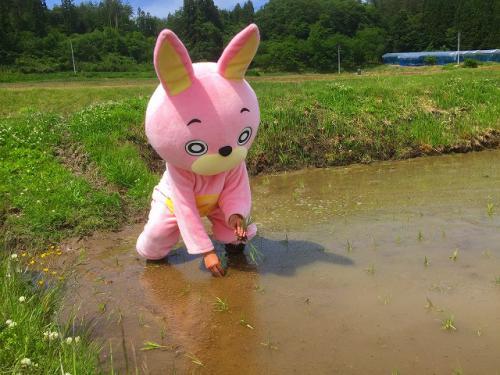 ウサまくるウサヒ