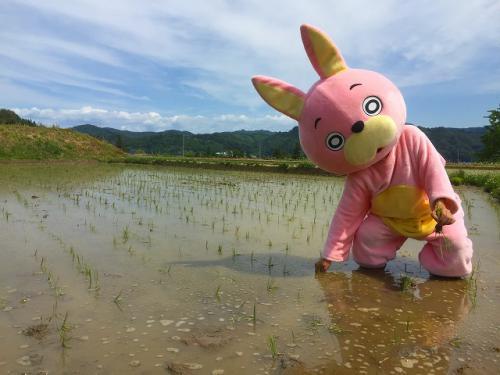 田植えウサヒ