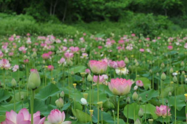 大谷地区のハス田の写真