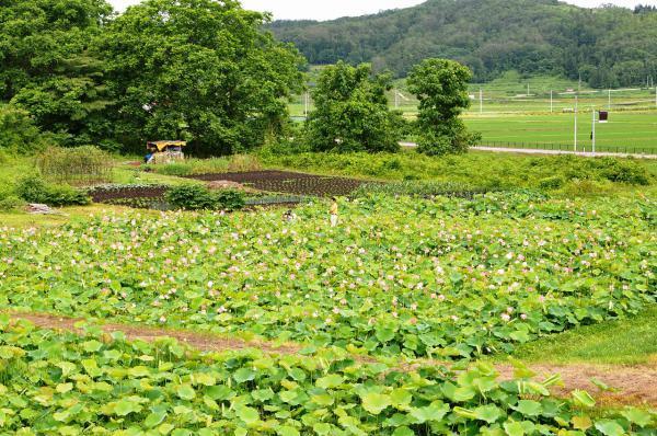ハス田の一画の写真