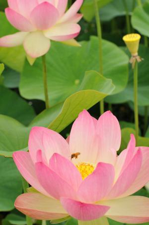 大谷地区のハスの花の写真2