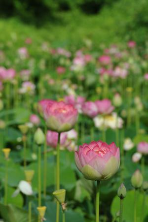 大谷地区のハスの花の写真1