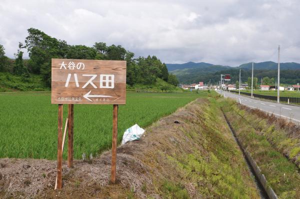 大谷のハス田の看板の写真