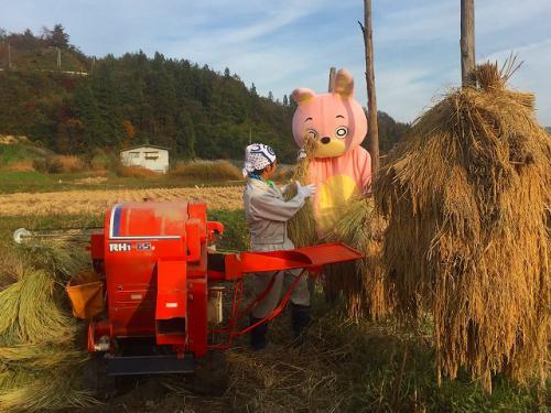 稲を杭にかける作業
