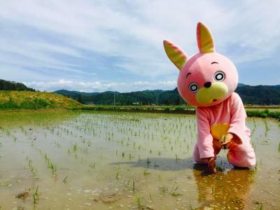 田植えウサヒ