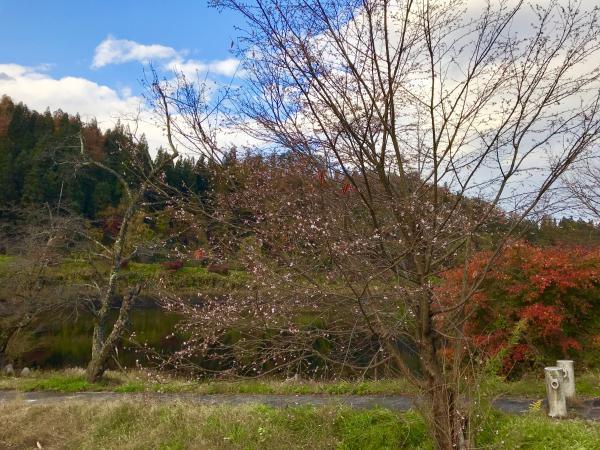 花が開き始めている写真