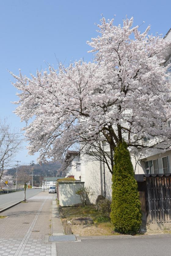 庁舎南側の一番桜の写真