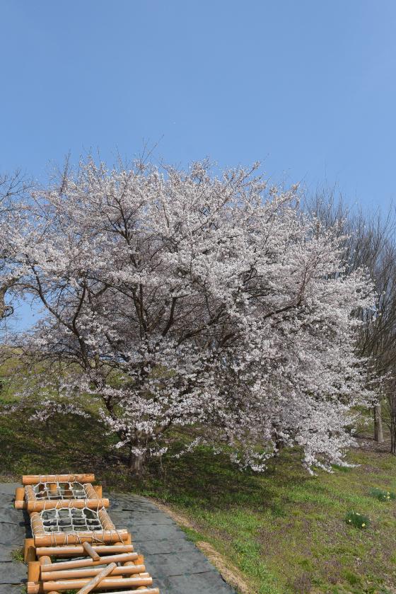 北部公民館の桜と遊具