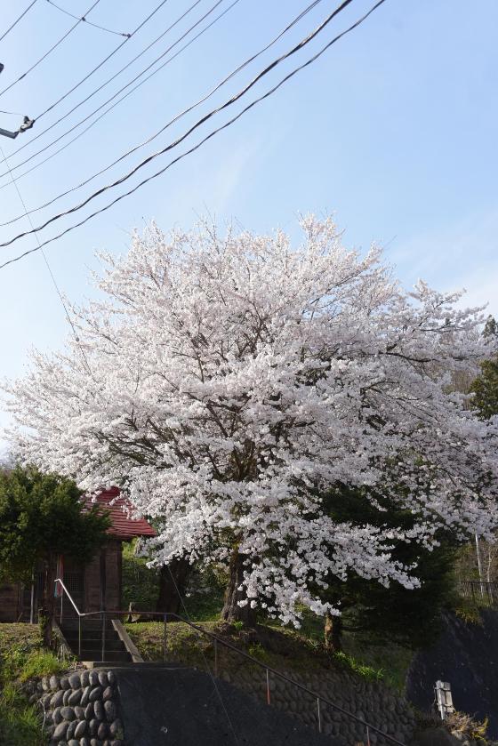 常盤区の白山神社の桜