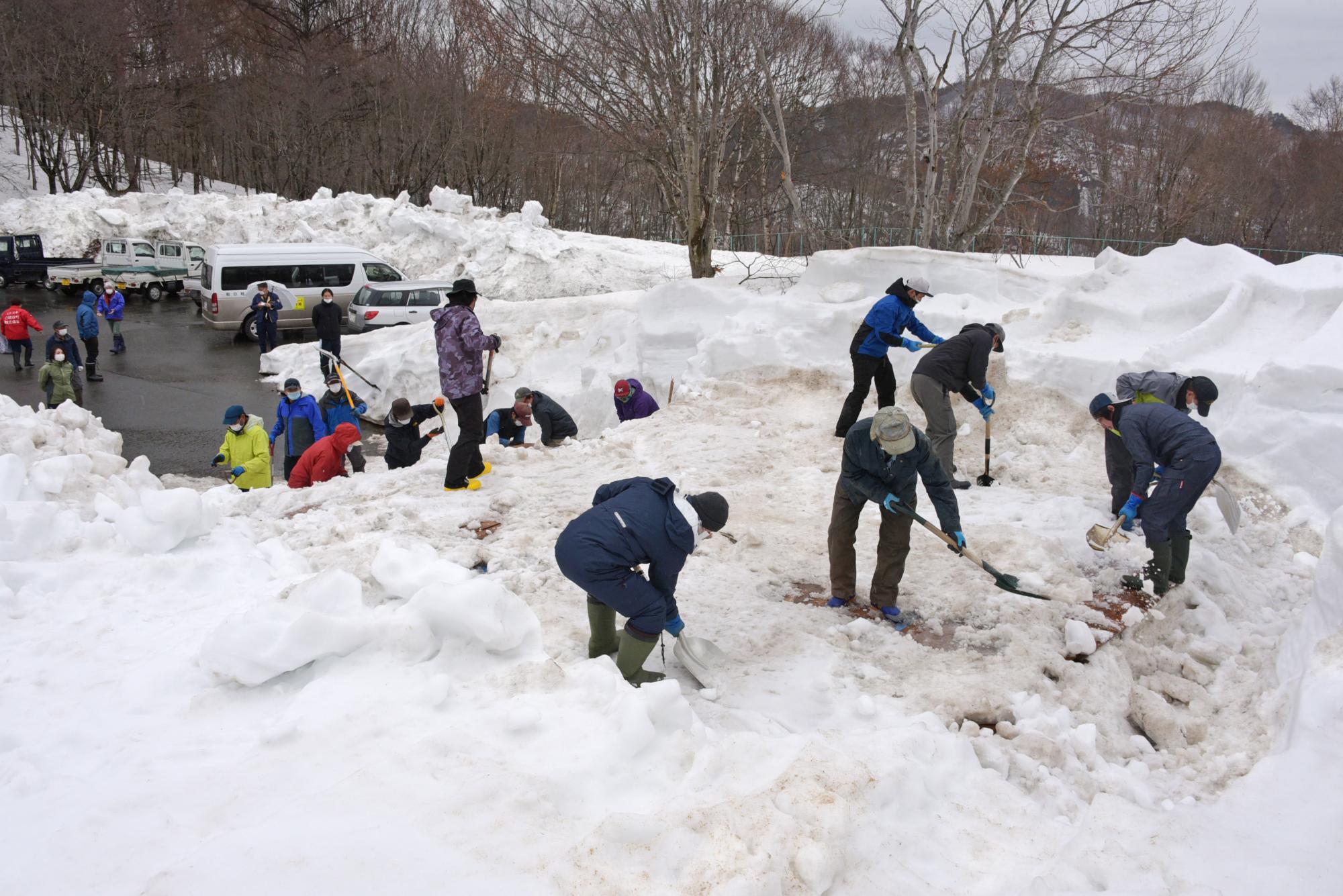 雪りんごをスコップで掘り出す生産者たち
