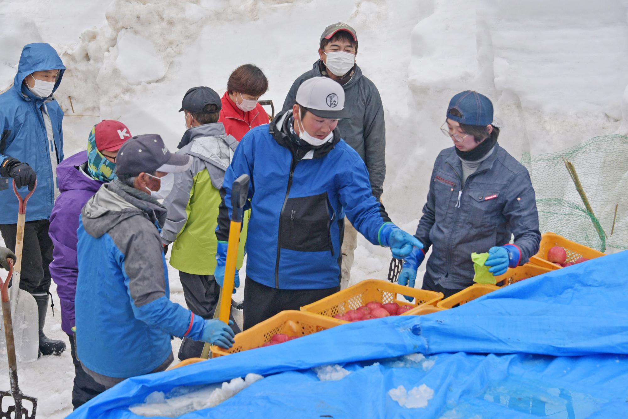 ブルーシートから顔を出す雪りんご