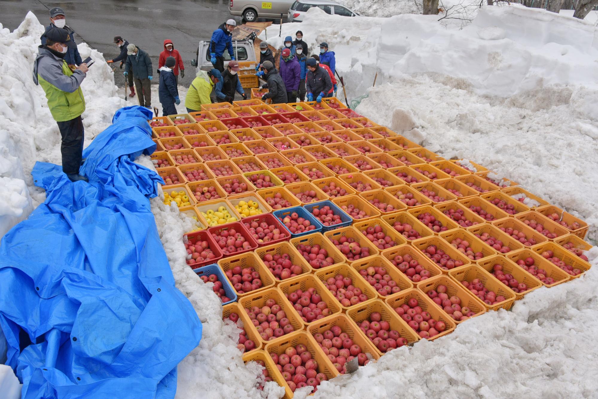 顔を出した雪りんご