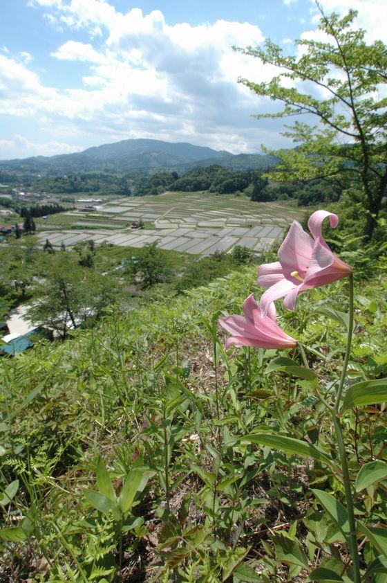 ヒメサユリのバックに広がる棚田と山々の写真