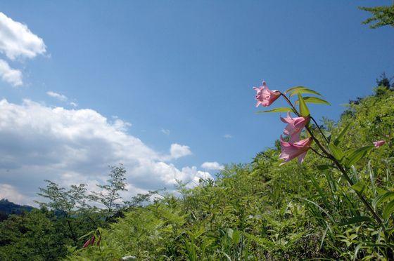 青空をバックにしたヒメサユリの写真