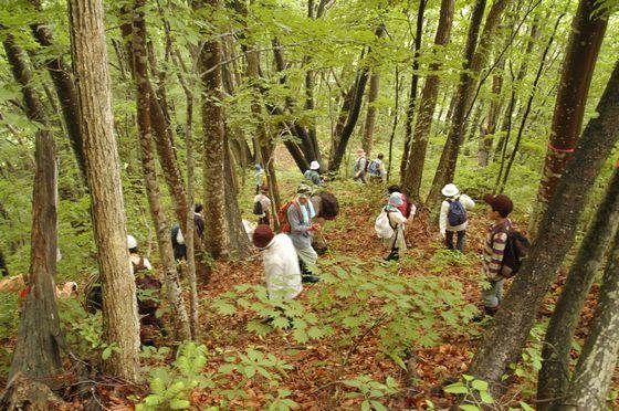 高田山ブナの森探索会の様子の写真9
