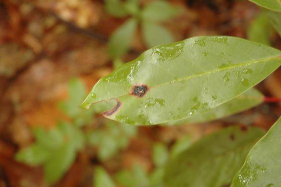 珍妙な形の草葉の写真