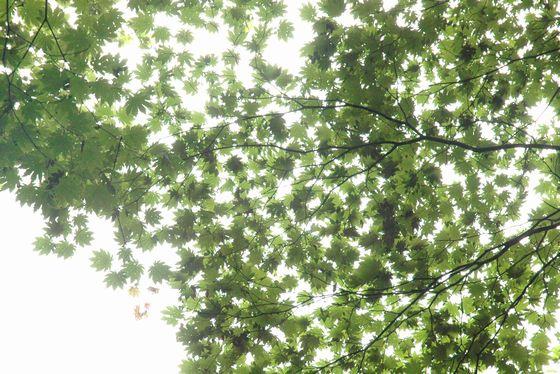 新葉、緑の紅葉で覆われた空の写真