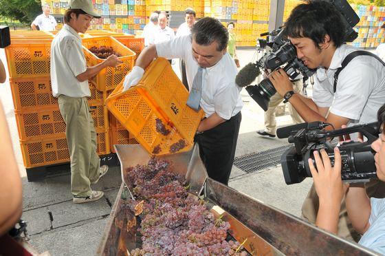 ぶどうをベルトコンベアに乗せている写真