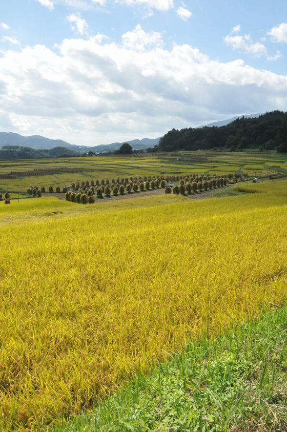 椹平の棚田の写真2
