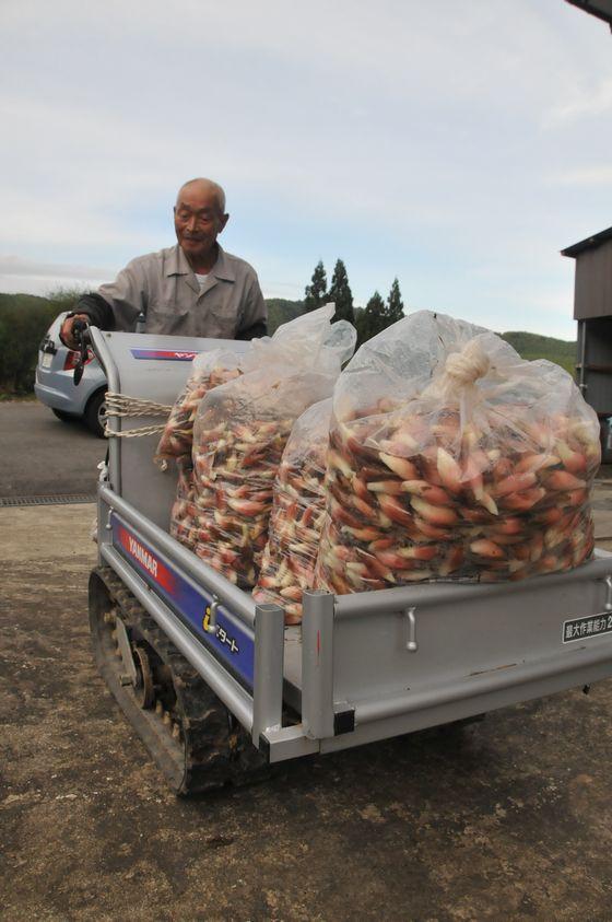 ミョウガの出荷の準備を完了した様子の写真