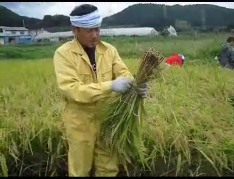 稲刈りの様子の写真4