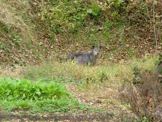 平成22年11月、町内のとあるりんご畑で発見されたカモシカの写真