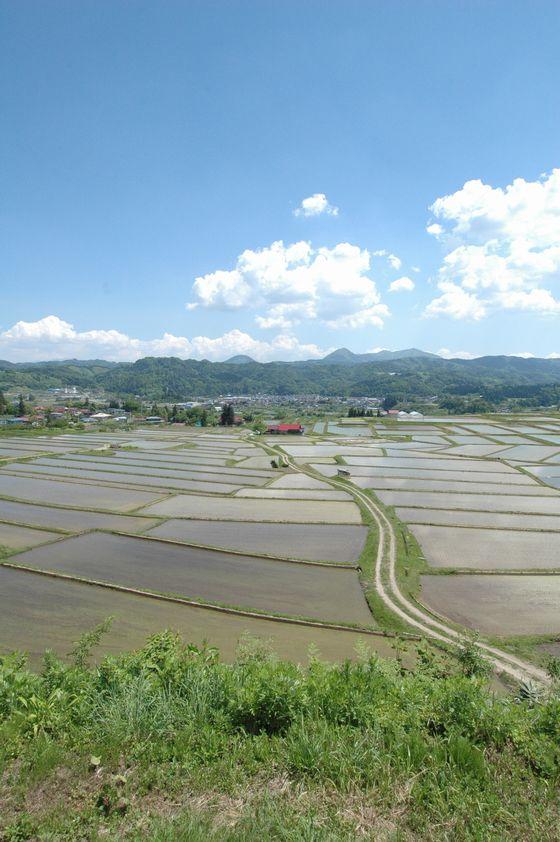 初夏の椹平の棚田の写真1