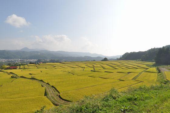 秋の椹平の棚田の写真2