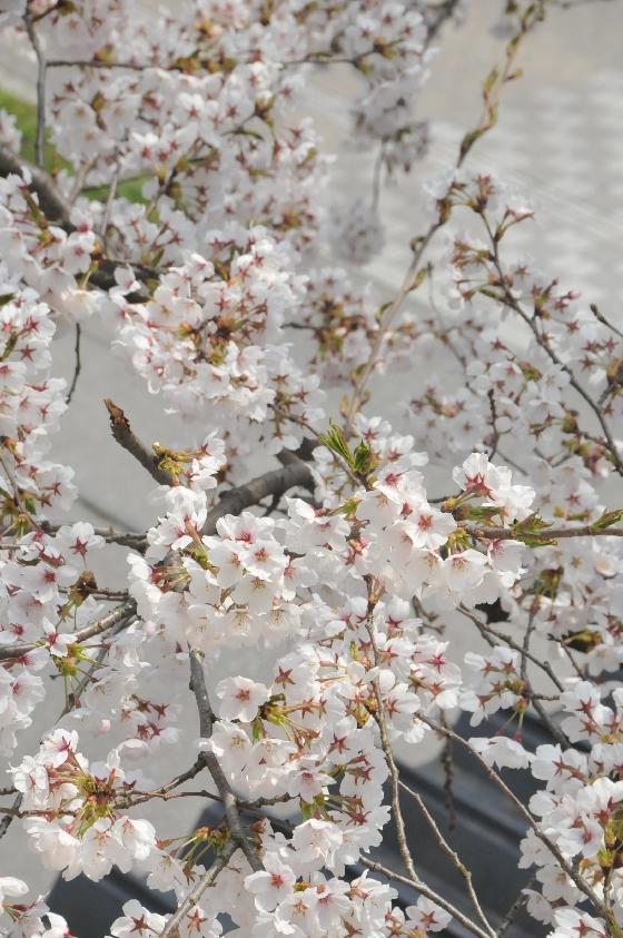 桜の写真1